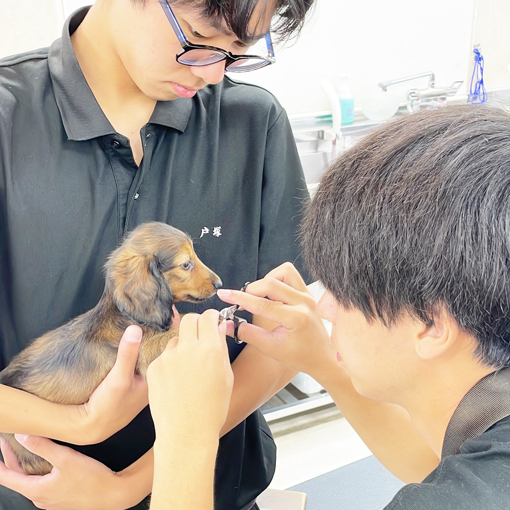 子犬のケアトリミング♪